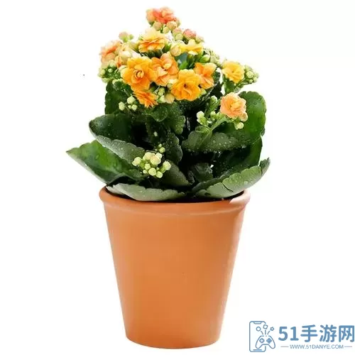 温泉物语2观叶植物怎么获得？温泉物语2观叶植物获取攻略