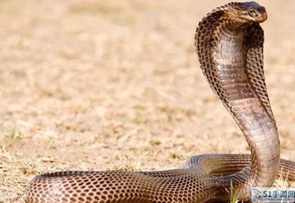 沙罗曼蛇英文名 Salaman Snake: The Ultimate Title