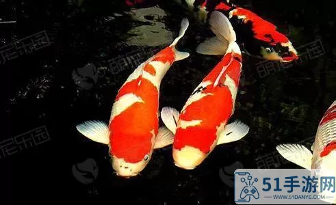 开心水族箱鮟鱇鱼怎么获得？开心获取水族箱鮟鱇鱼