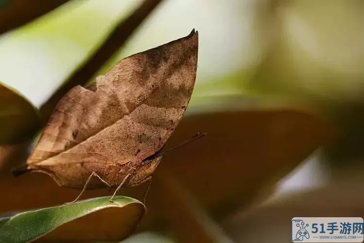 百变大侦探枯叶蝶 百变大侦探枯叶蝶