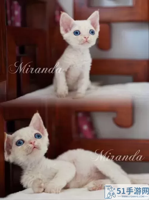 《猫咪公寓2》Miranda谈论如何选择